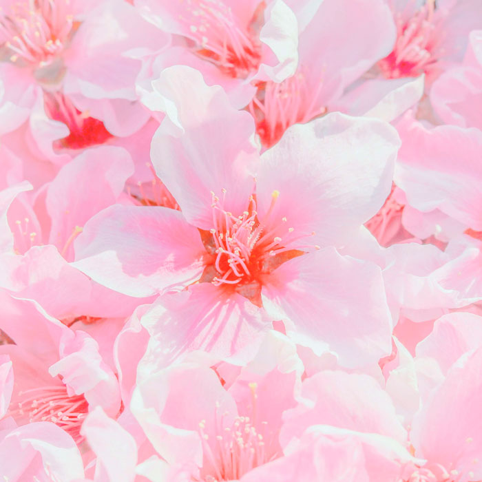 imagem flores