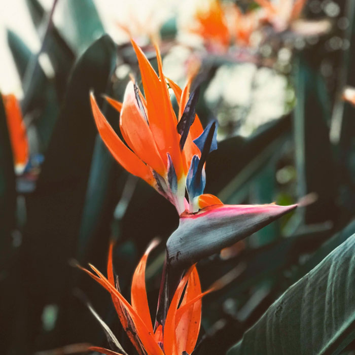 imagem de plantas